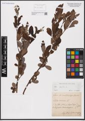 Foto von Salix aurita L.